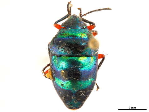 Image de Scutellerinae