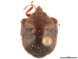 Image of Scutellerinae