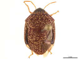 Image de Scutellerinae