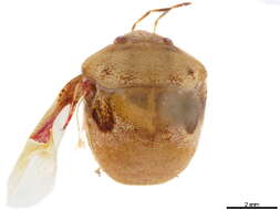 Image of Scutellerinae