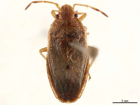 Image of Acanthosomatinae