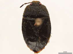 Image of Cydninae