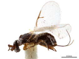 Image of Agaoninae