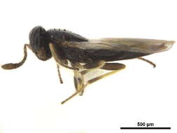 Image of Tetracneminae
