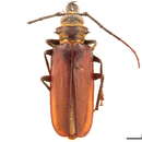 Image of Acanthophorini