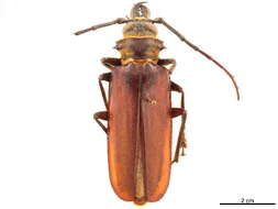 Image of Acanthophorini