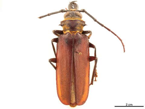 Image of Acanthophorini