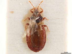 Image of Aneurinae