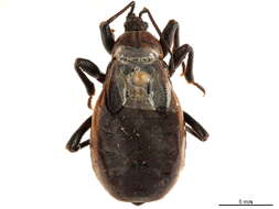 Image de Ectrichodiinae