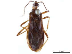 Image de Ectrichodiinae