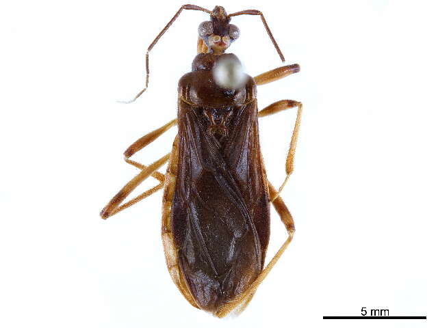 Image de Ectrichodiinae