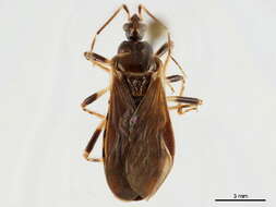 Image de Ectrichodiinae