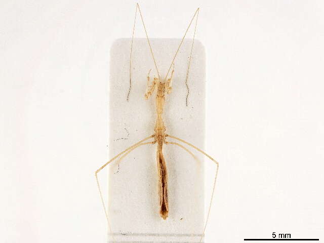 Image of thread-legged bug