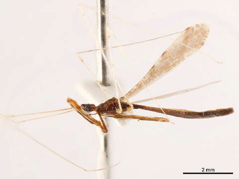 Image of thread-legged bug