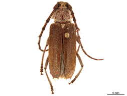 Image of Gnaphalodes