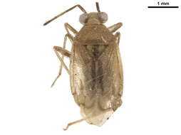 Image of Deraeocorinae