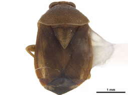 Image of Neoborella