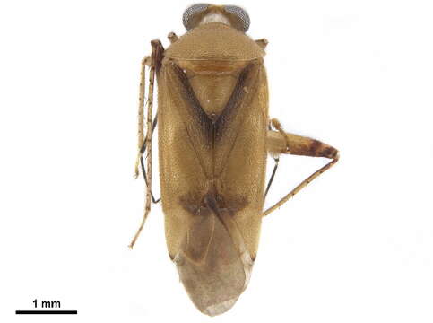 Image of Lygocoris