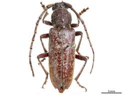 Image of Oak Borer