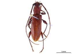 Image of Phoracanthini