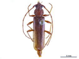 Image of Hesperophanini