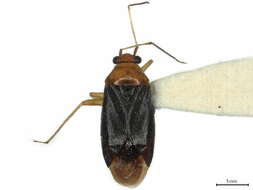 Image of Orthotylini