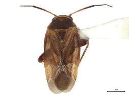 Image of Orthotylini