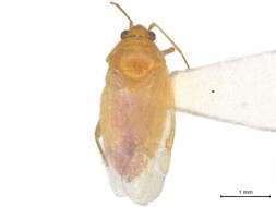Image of Phylinae