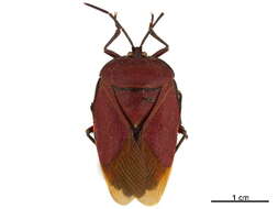 Image of Tessaratominae