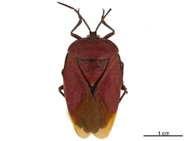 Image of Tessaratominae