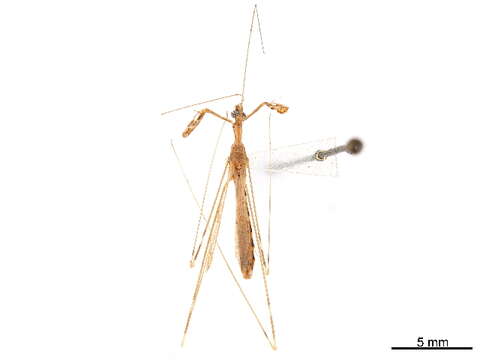 Image of thread-legged bug