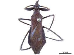 Image of Stenopodainae Amyot & Serville 1843