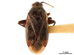 Image of Phylinae