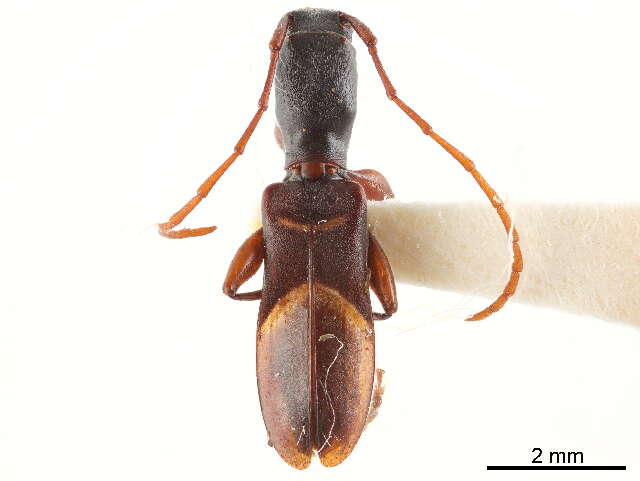 Image of Tillomorphini