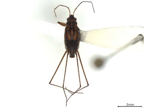 Image of Eotrechinae Matsuda 1960