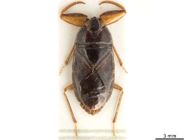 Image of Cheirochelinae Montandon 1897