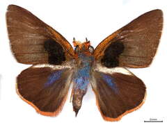 Image of Coeliadinae