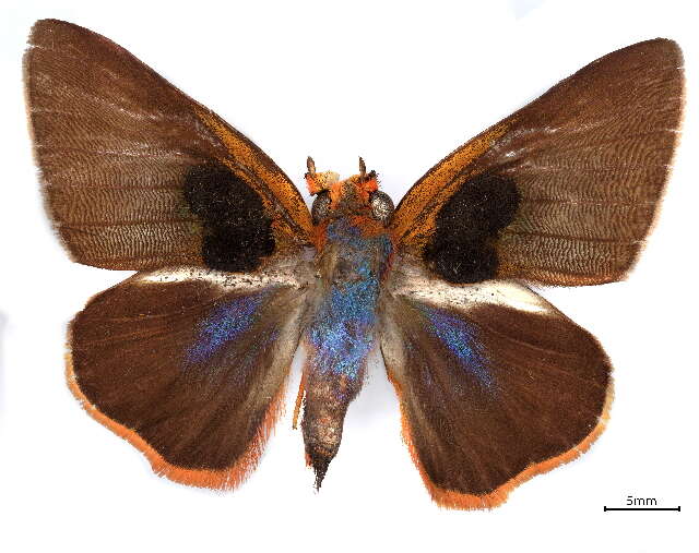 Image of Coeliadinae