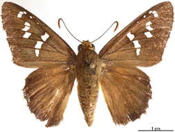 Image of Apyrrothrix