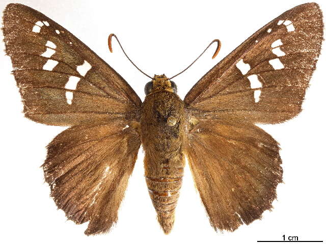 Image of Apyrrothrix