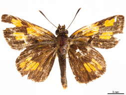 Image of Ampittia