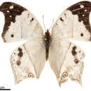 Image of Protogoniomorpha