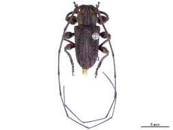 Image of Acanthoderini