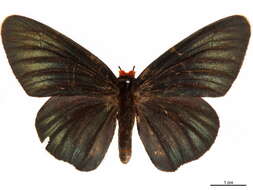 Image of Coeliadinae