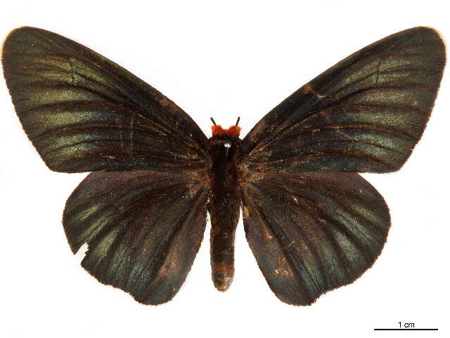 Image of Coeliadinae