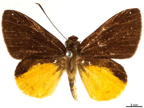 Image of Ceratrichia