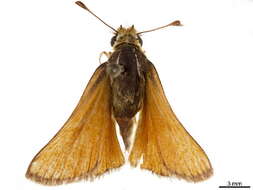 صورة Pseudocopaeodes