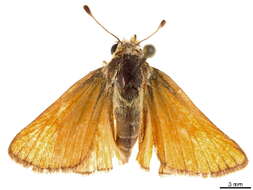 صورة Pseudocopaeodes