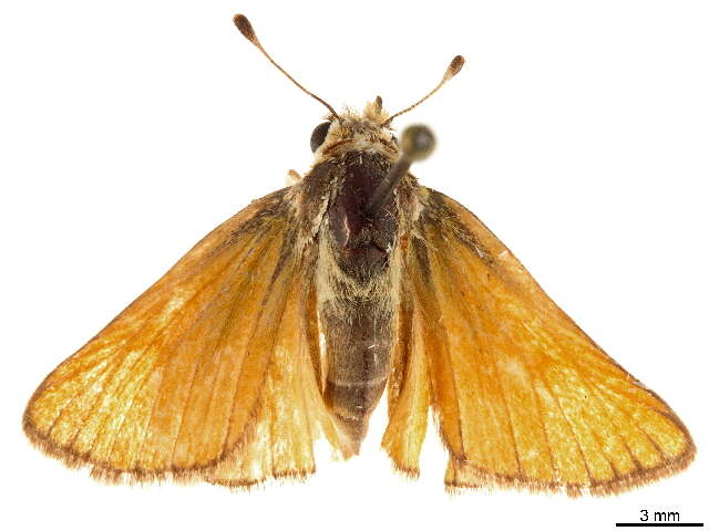 صورة Pseudocopaeodes