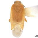 Image of Aurantiocoris